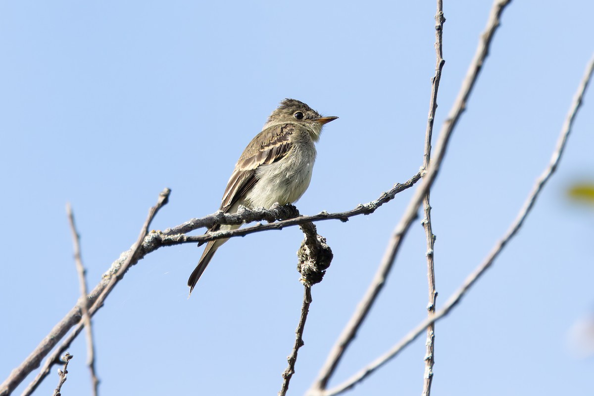 Eastern Wood-Pewee - ML623442290