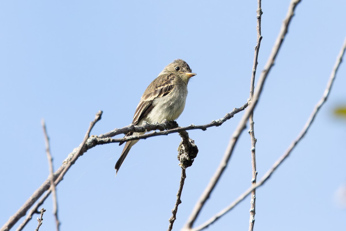 Eastern Wood-Pewee - ML623442292