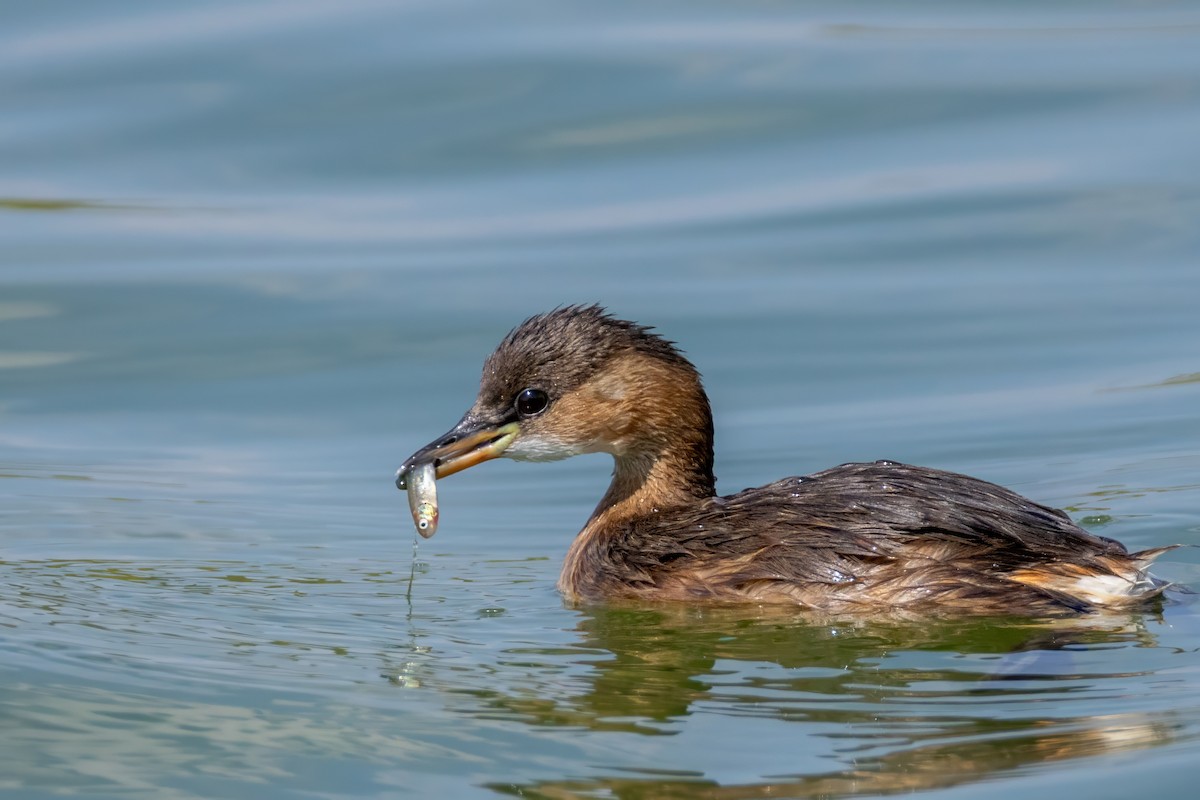 Little Grebe - ML623442299