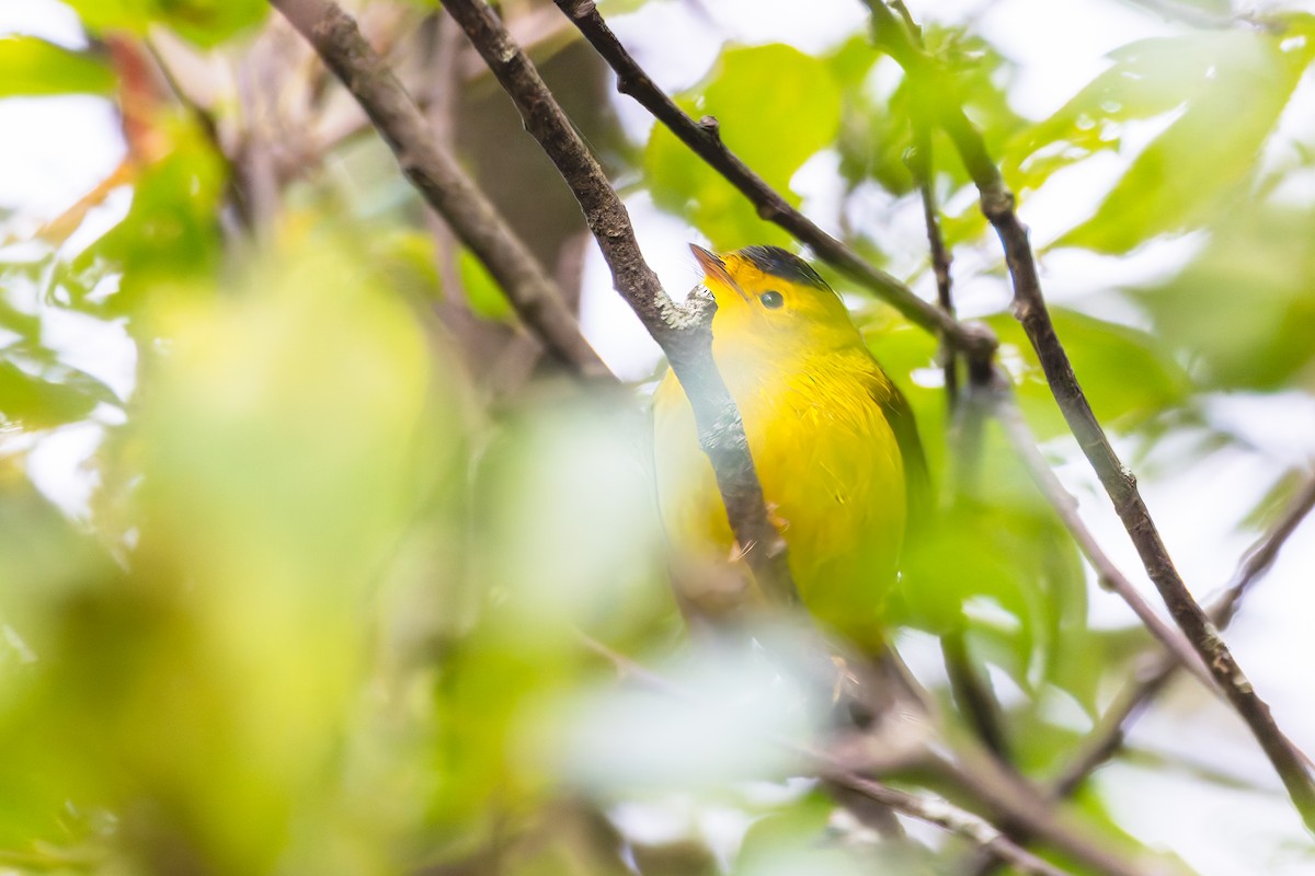 Wilson's Warbler - Sheri Minardi