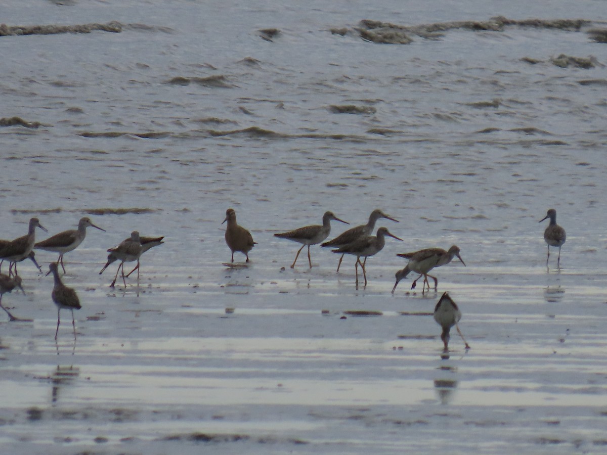 Greater Yellowlegs - ML623442302