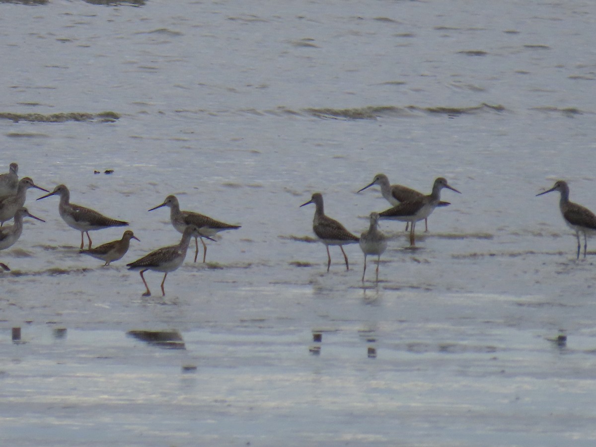 Greater Yellowlegs - ML623442313