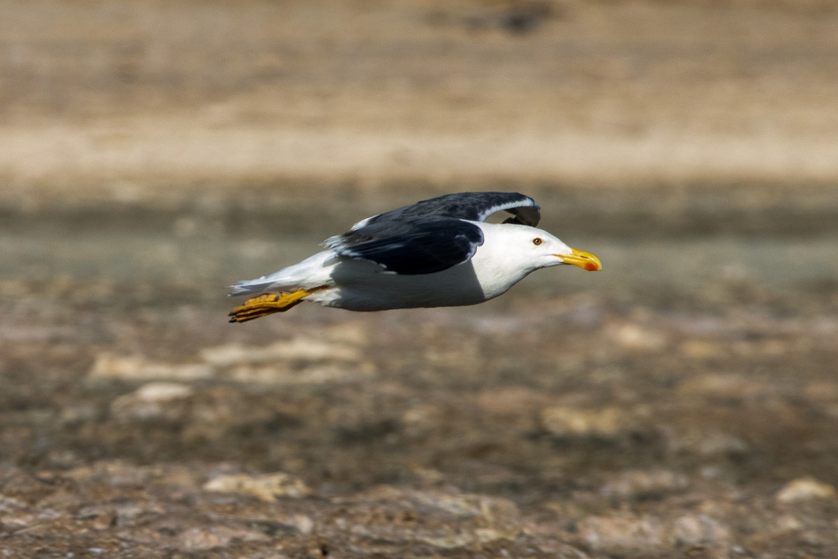 Yellow-footed Gull - ML623442333