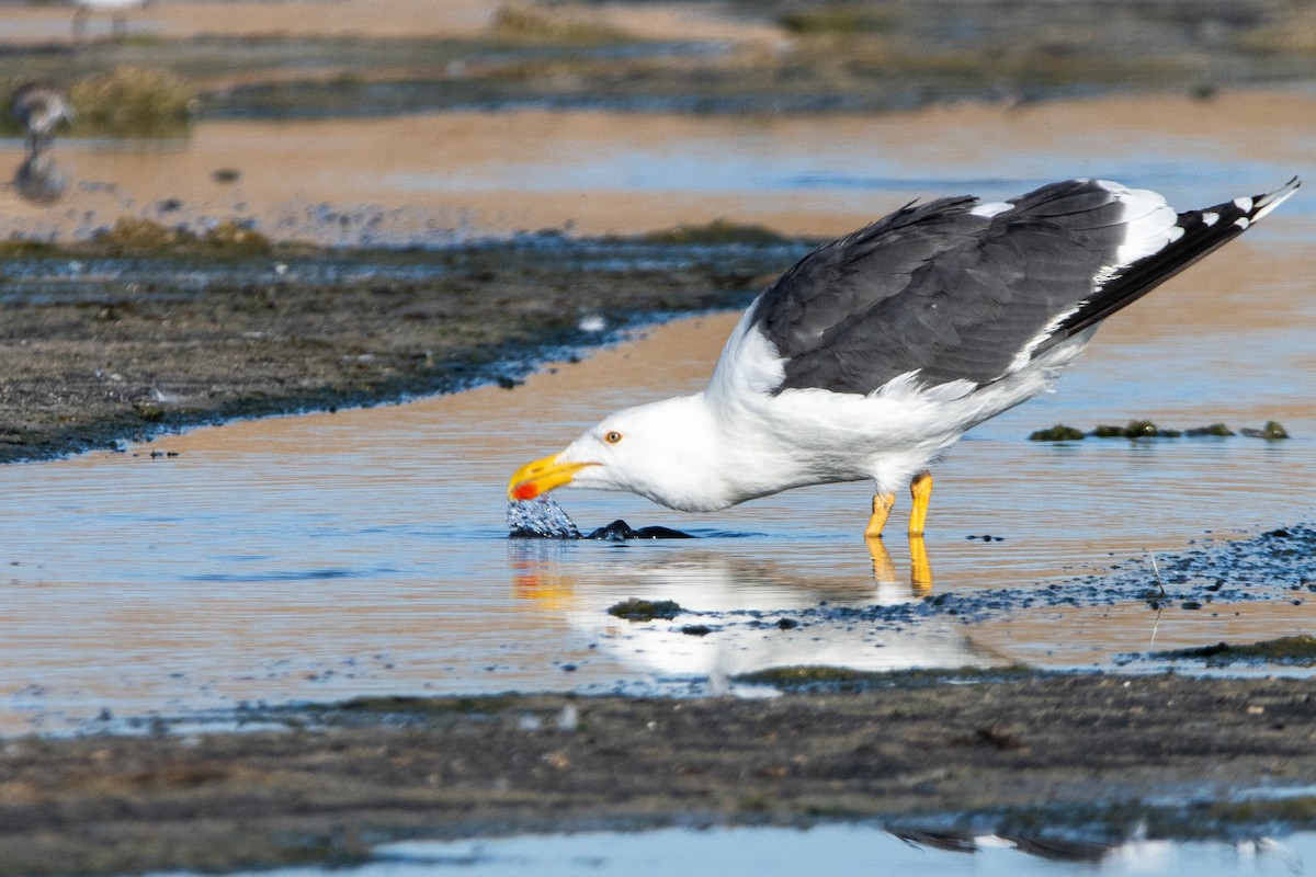 Yellow-footed Gull - ML623442334