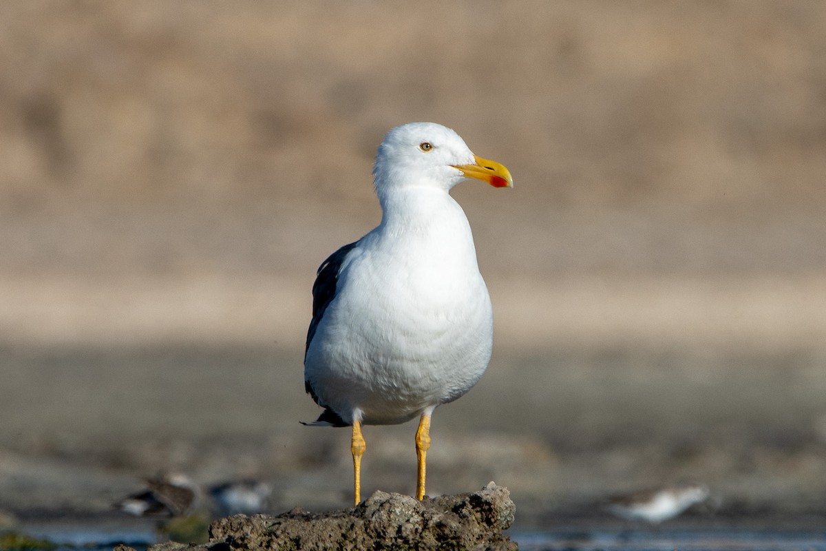 Yellow-footed Gull - ML623442335