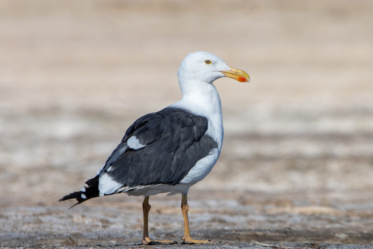 Yellow-footed Gull - ML623442336