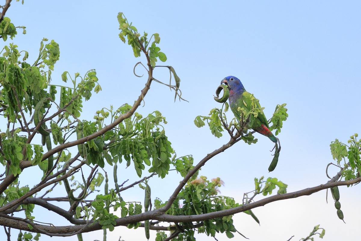 Blue-headed Parrot - ML623442358