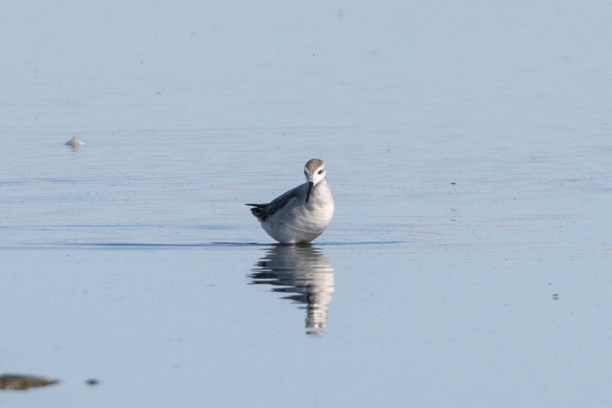 Phalarope de Wilson - ML623442359