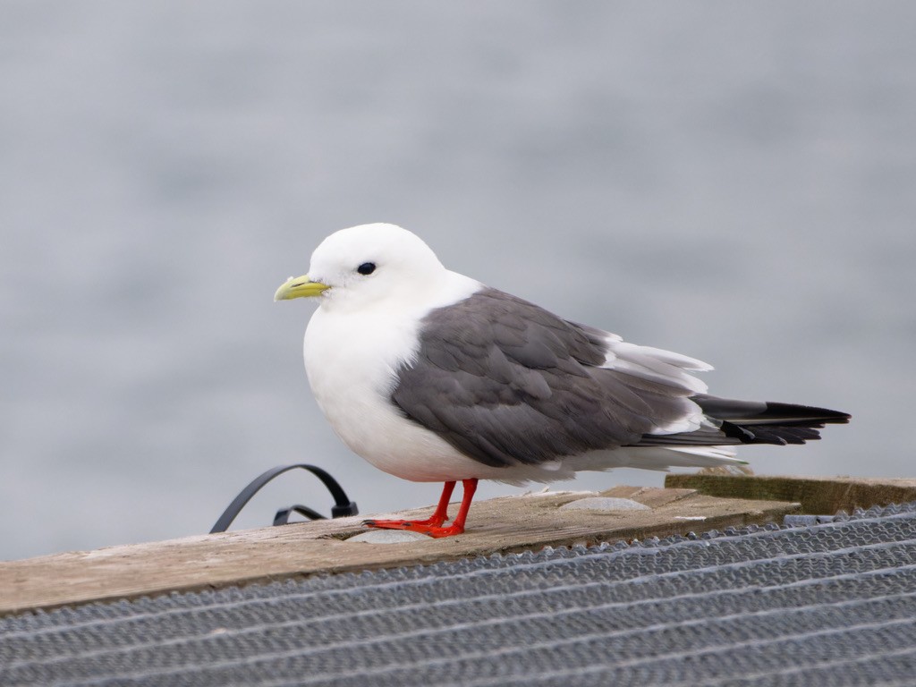 Red-legged Kittiwake - ML623442376