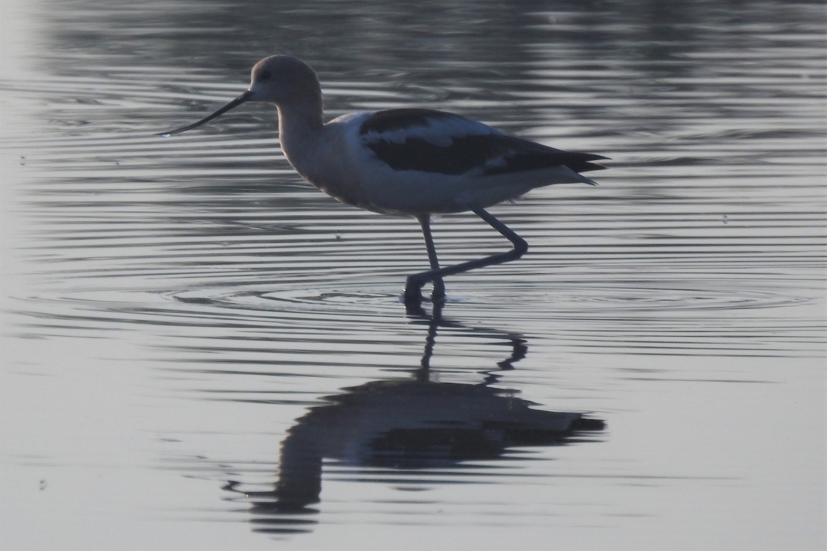 American Avocet - ML623442383