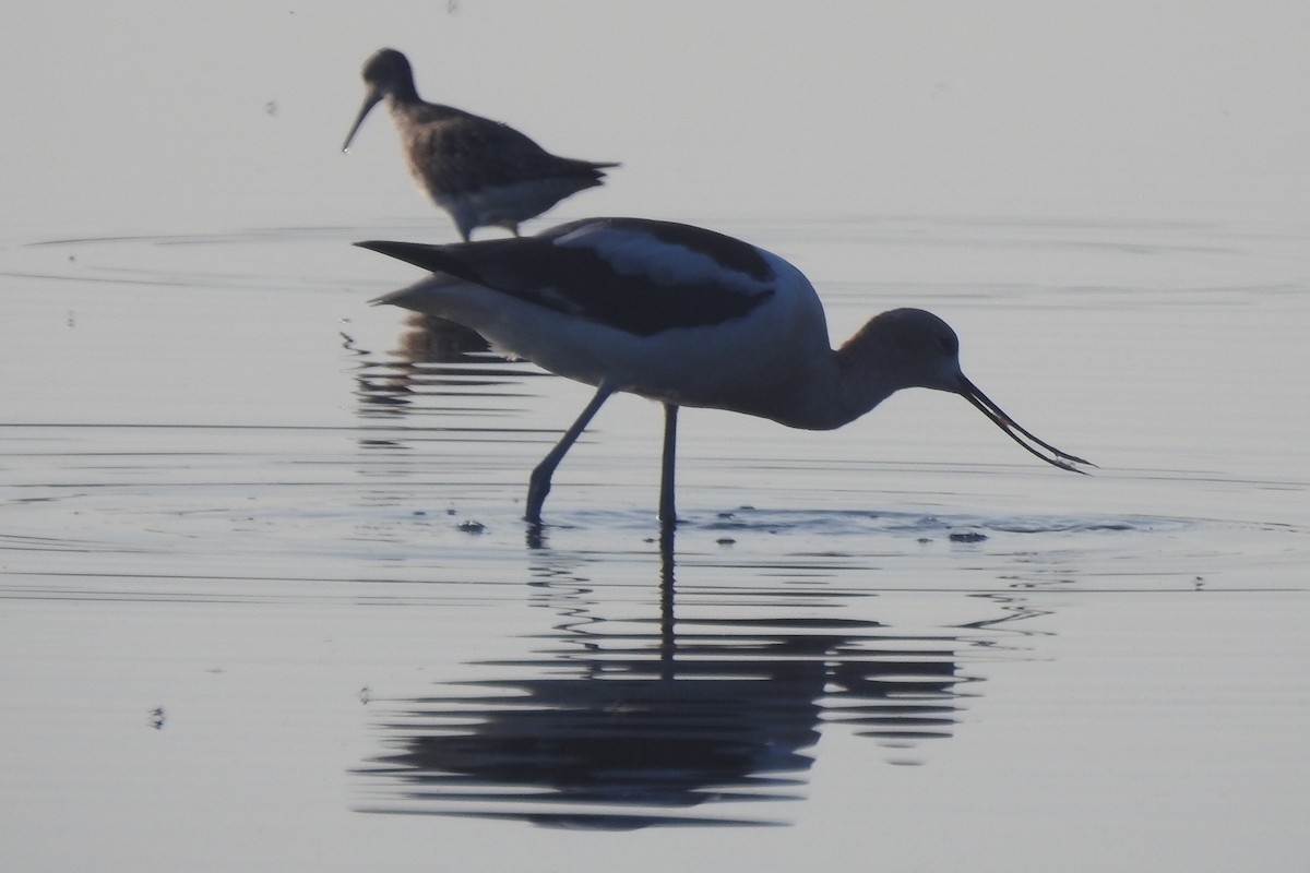 American Avocet - ML623442384