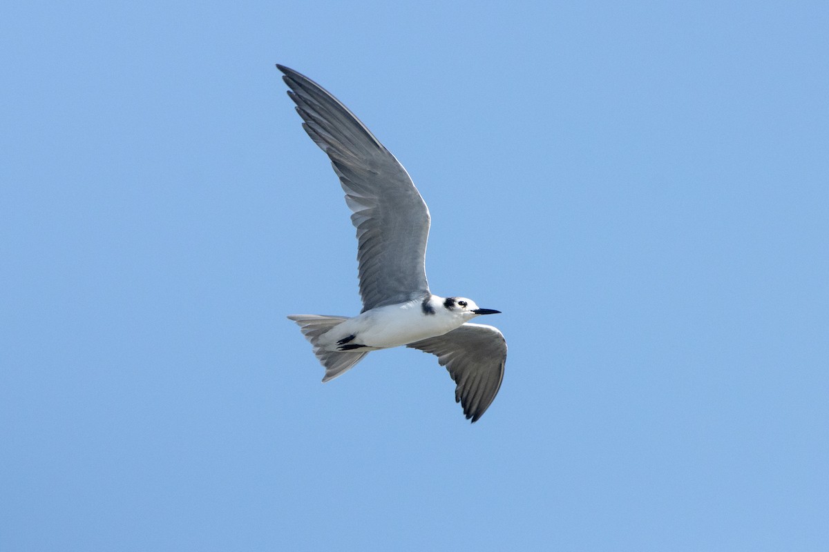 Black Tern - ML623442392