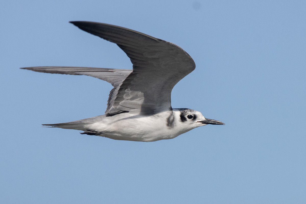 Black Tern - ML623442394