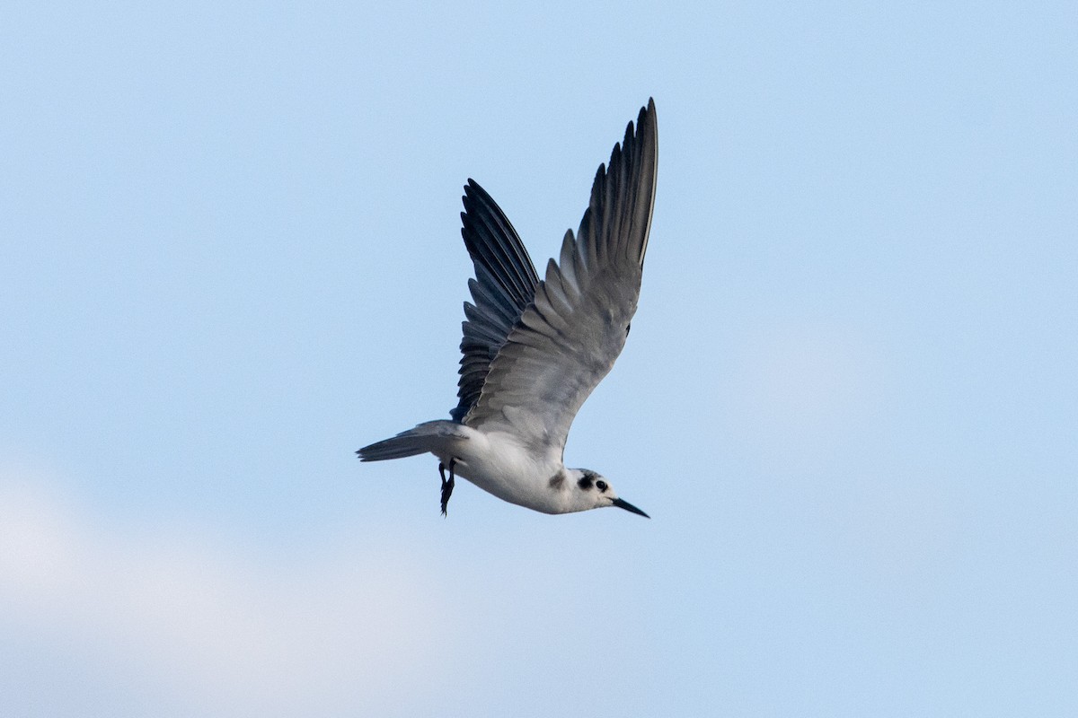 Black Tern - ML623442432