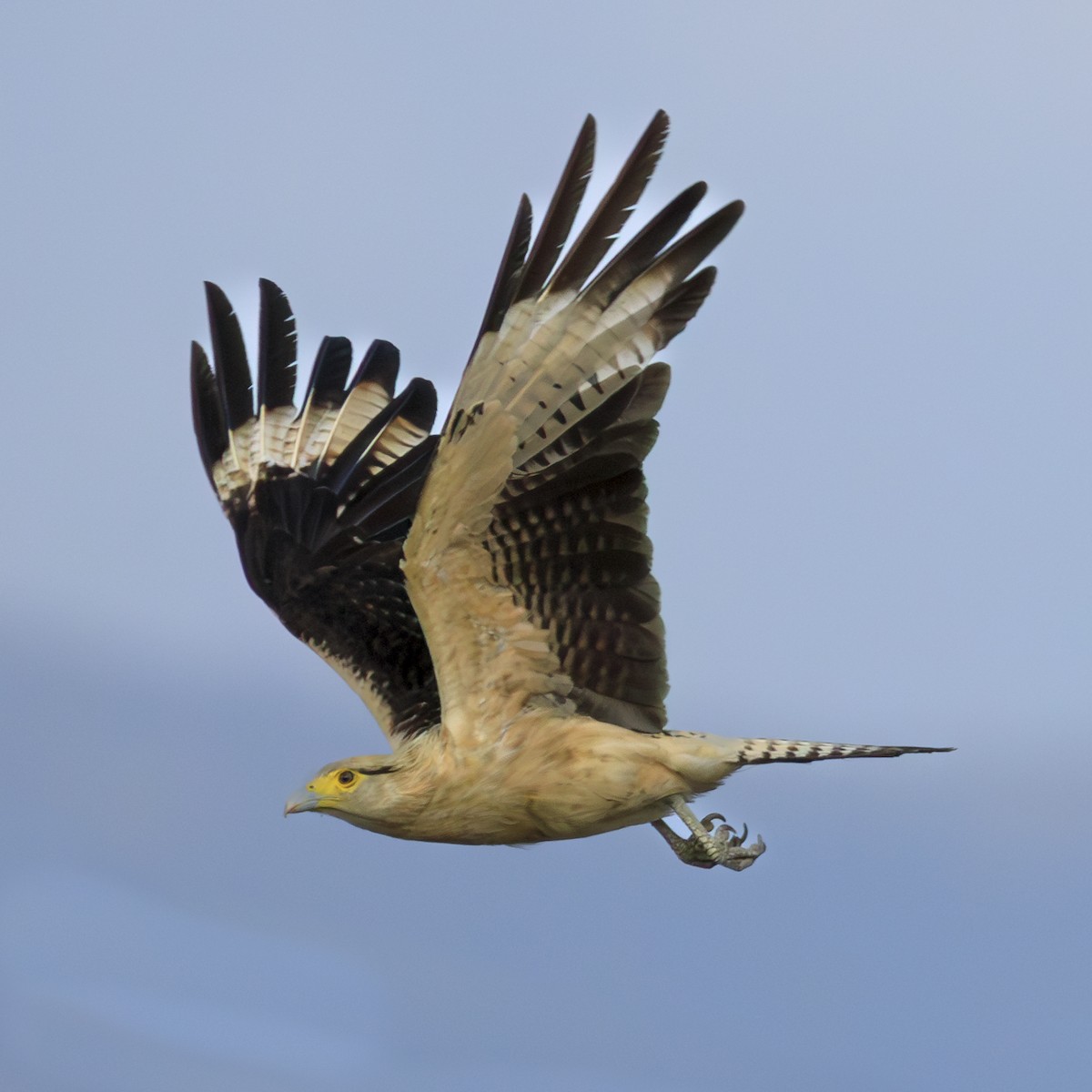 Yellow-headed Caracara - ML623442438