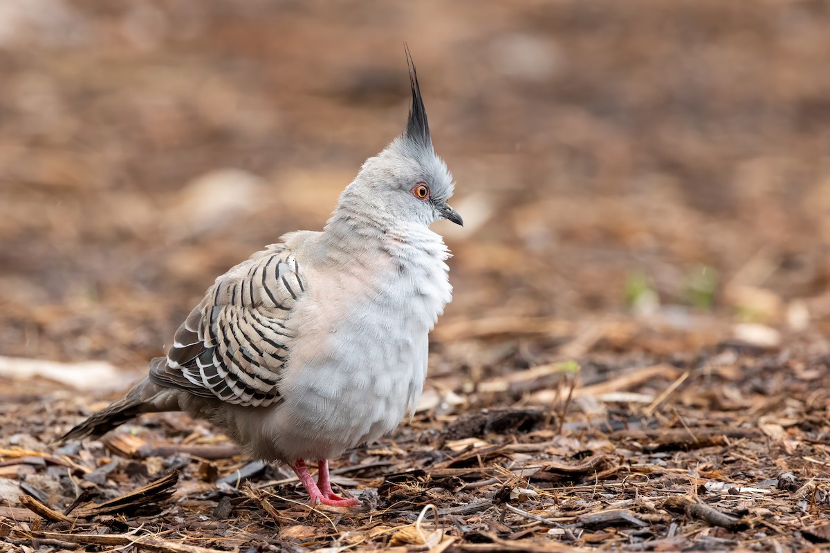 Crested Pigeon - ML623442466