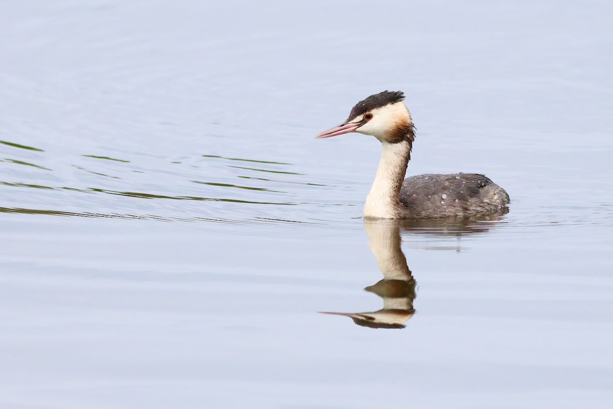 Great Crested Grebe - ML623442489