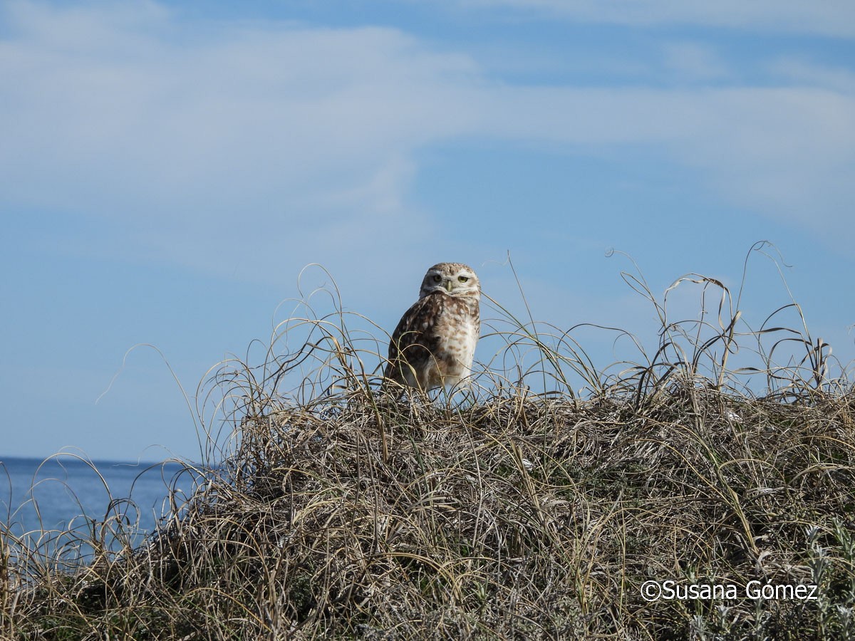 Burrowing Owl - ML623442503