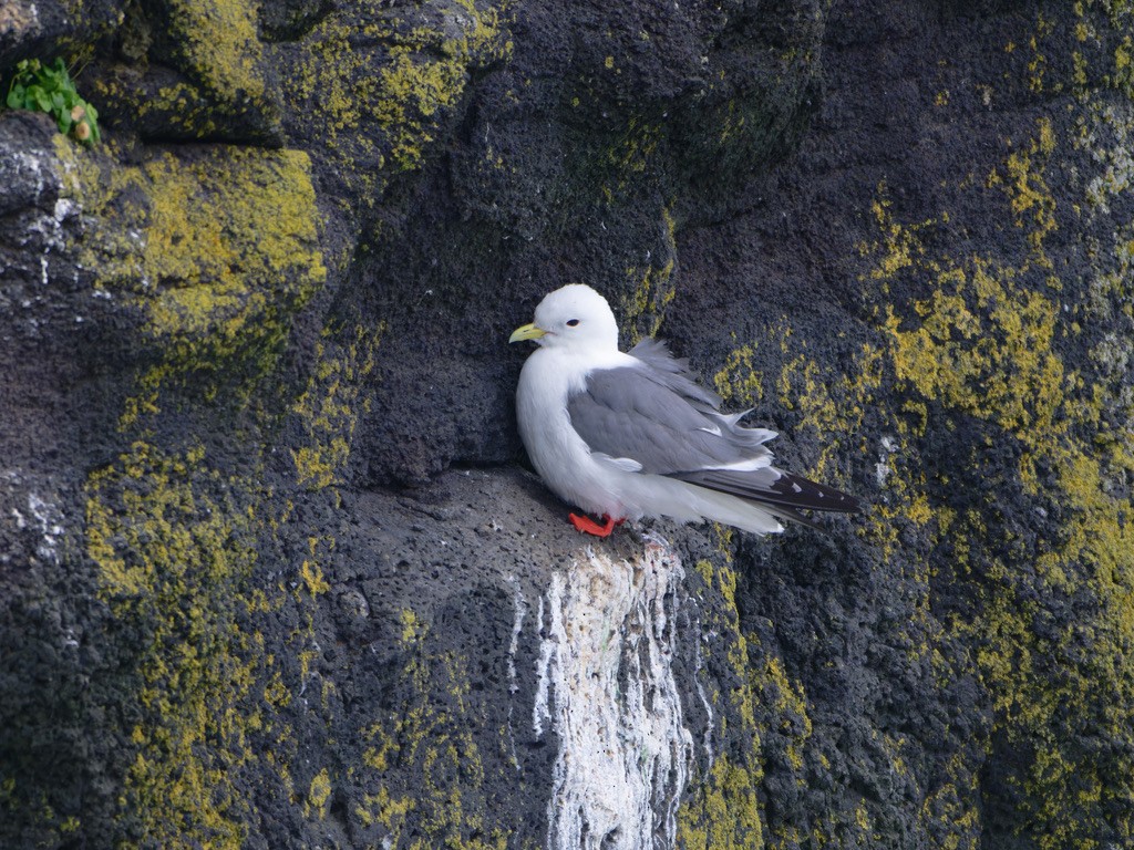 Red-legged Kittiwake - ML623442509