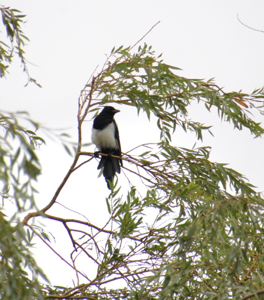 Eurasian Magpie (Eurasian) - ML623442516