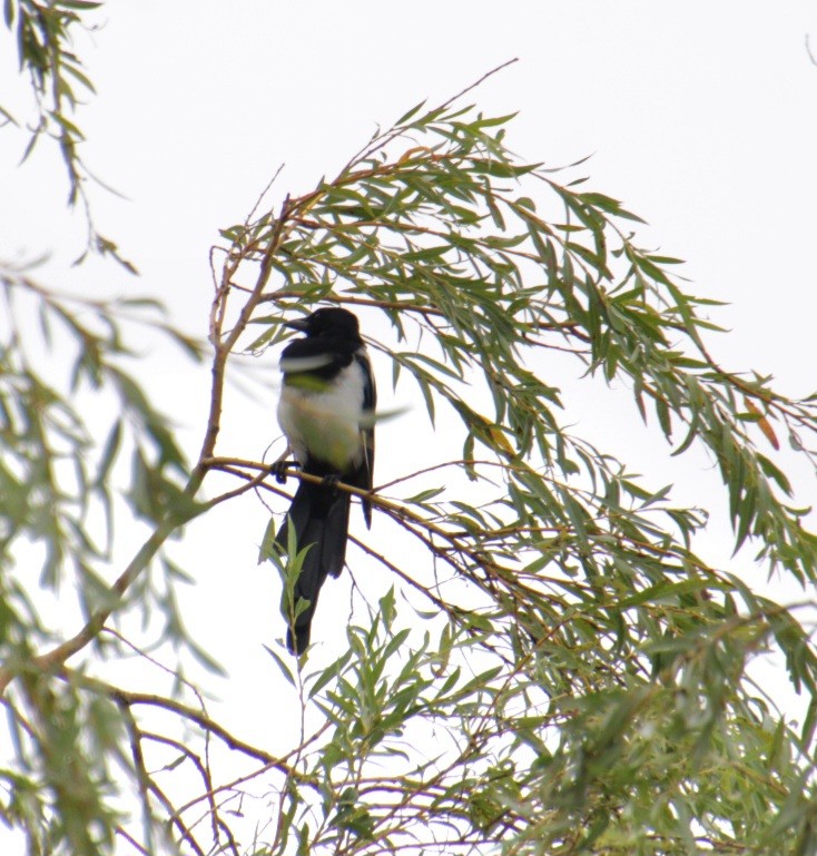 Eurasian Magpie (Eurasian) - ML623442517