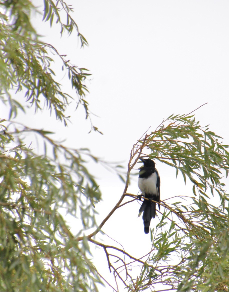 Eurasian Magpie (Eurasian) - ML623442518