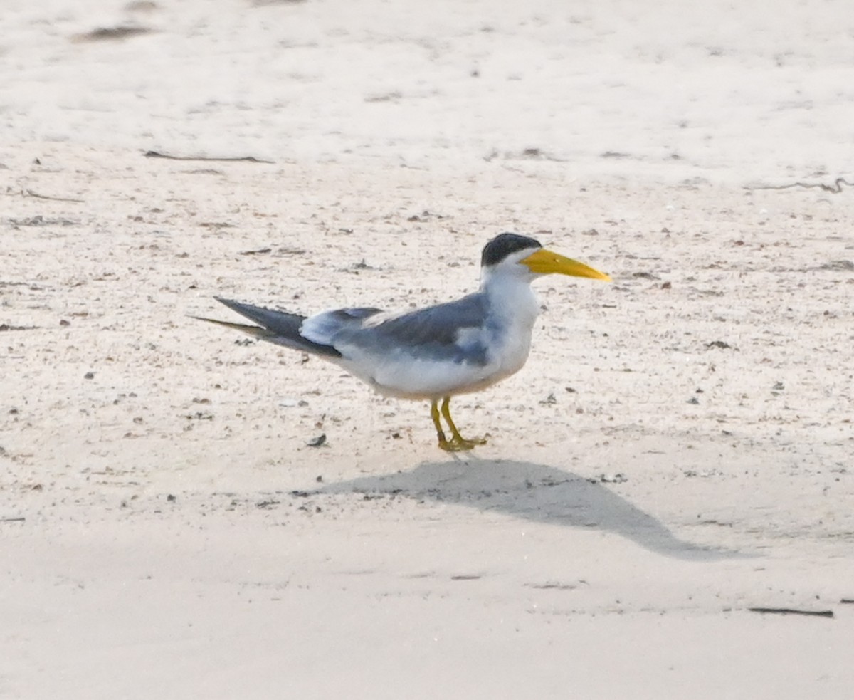 Large-billed Tern - Dave Griswold