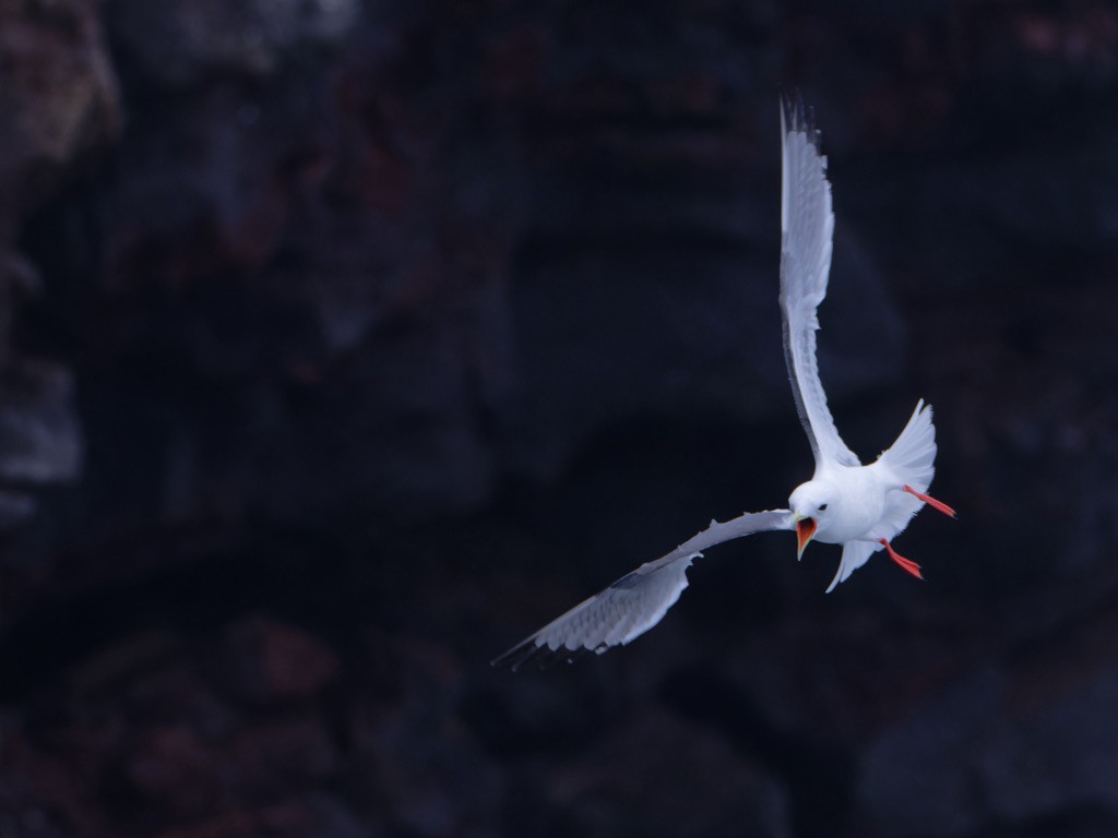 Red-legged Kittiwake - ML623442558