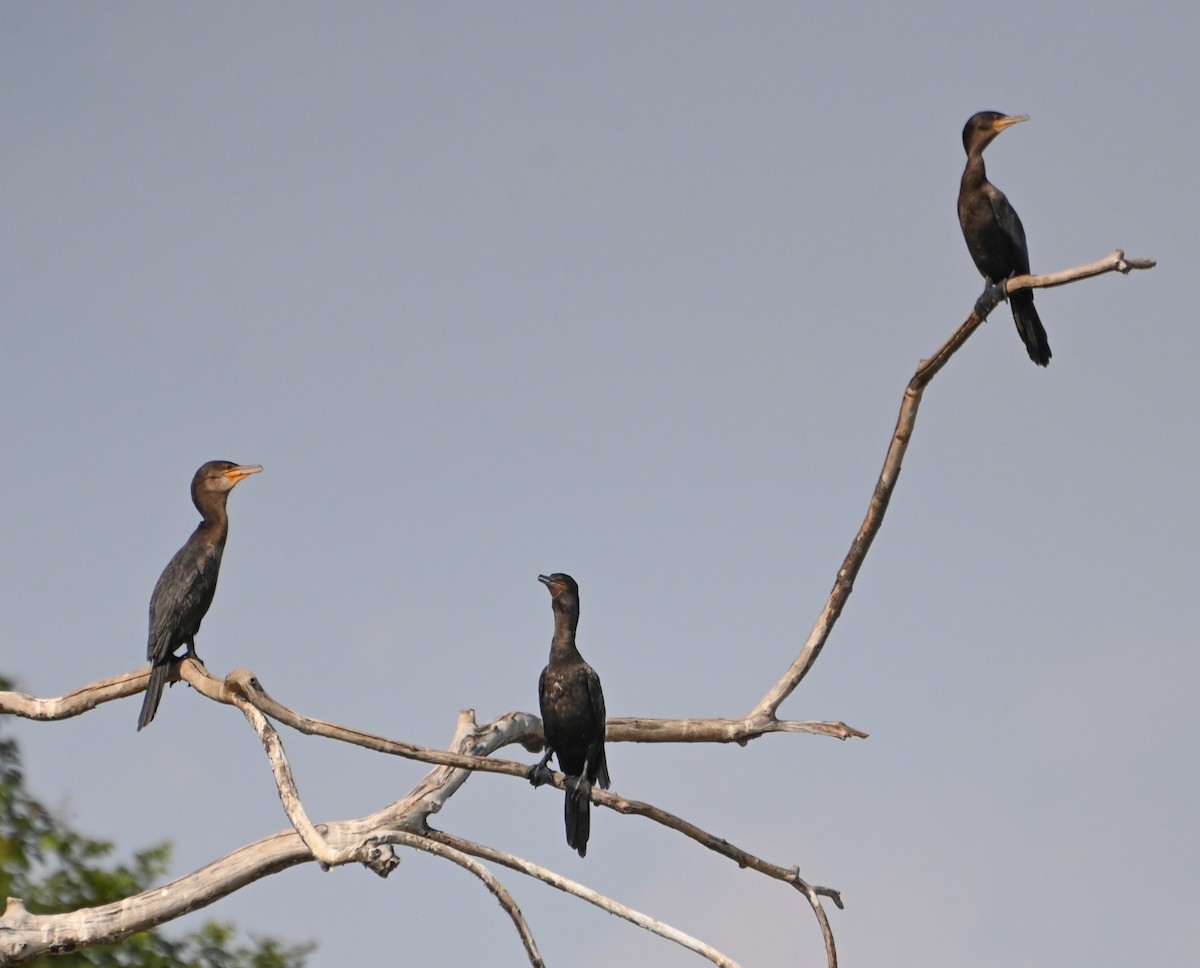 Cormorán Biguá - ML623442560