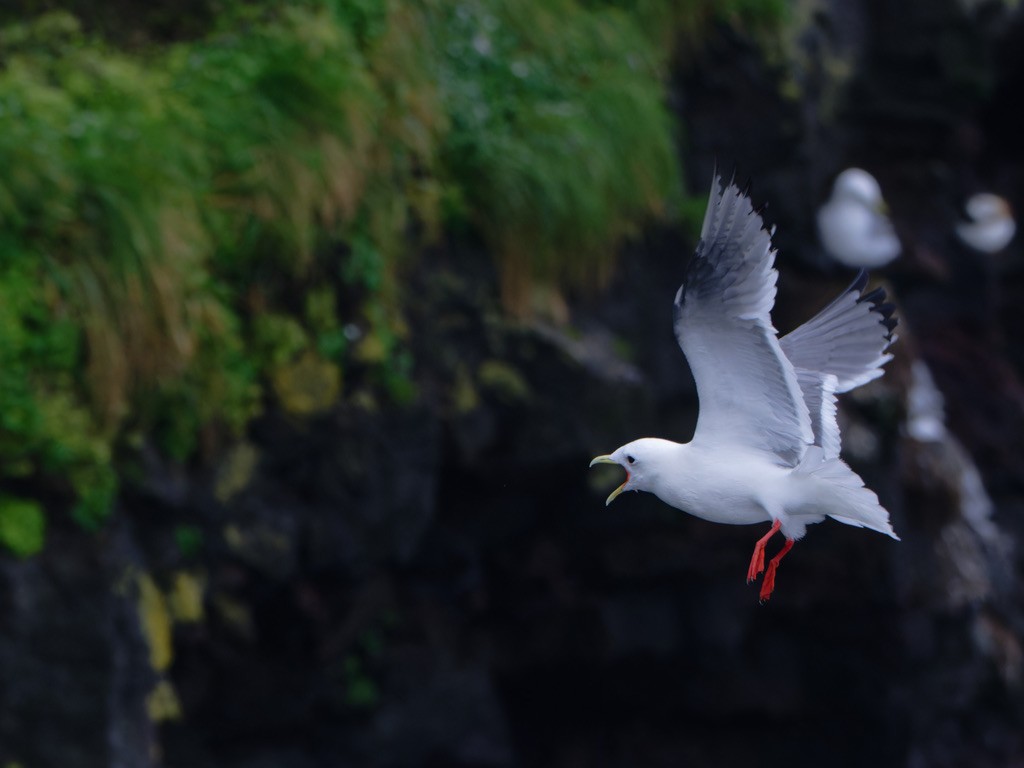 Red-legged Kittiwake - ML623442561