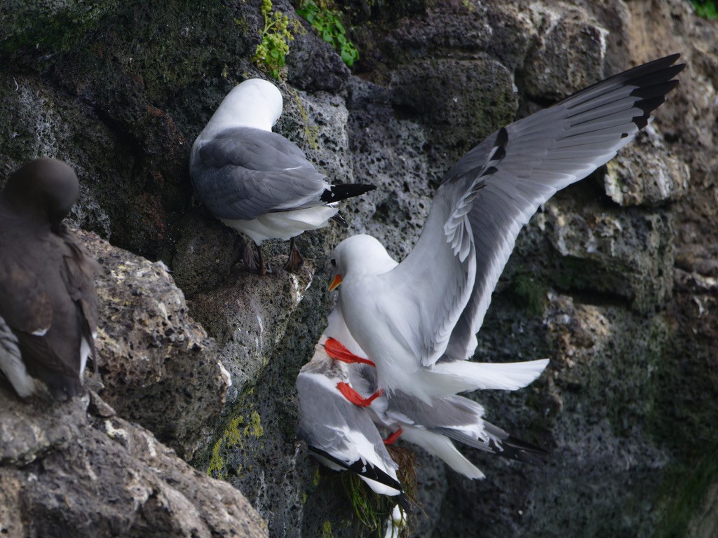 Red-legged Kittiwake - ML623442567