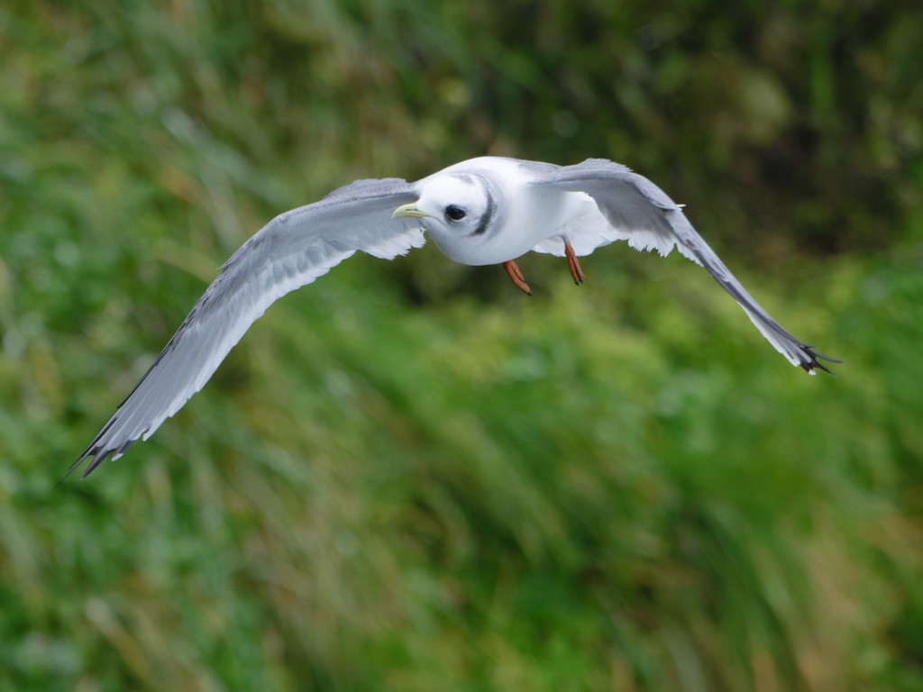 Red-legged Kittiwake - ML623442570