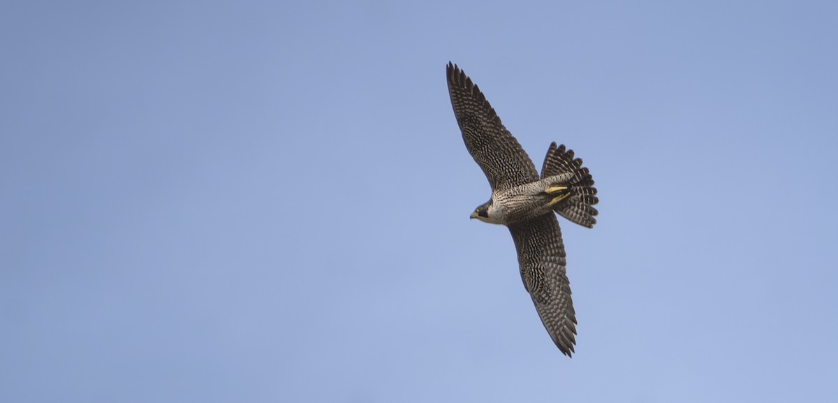 Peregrine Falcon - ML623442590