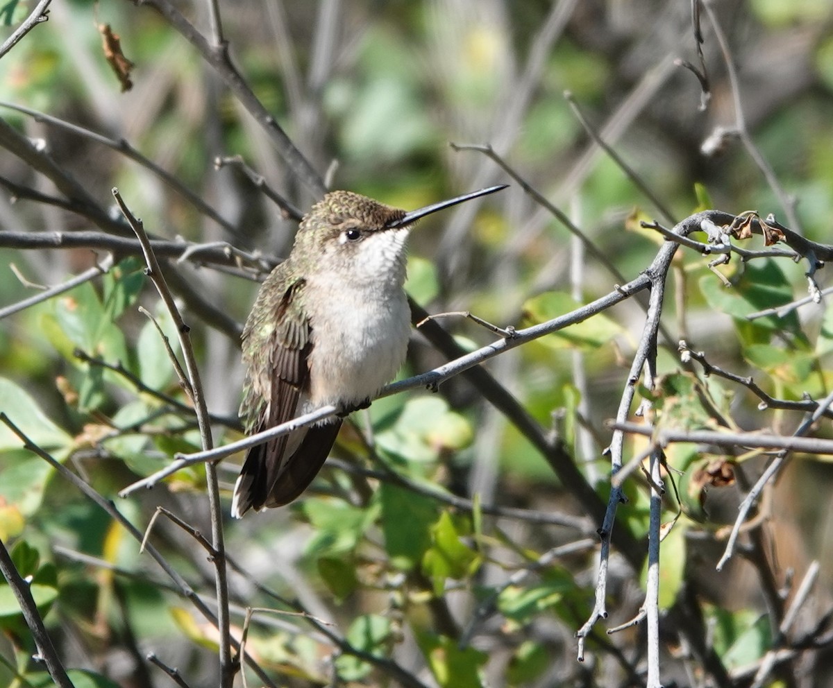 Black-chinned Hummingbird - ML623442594