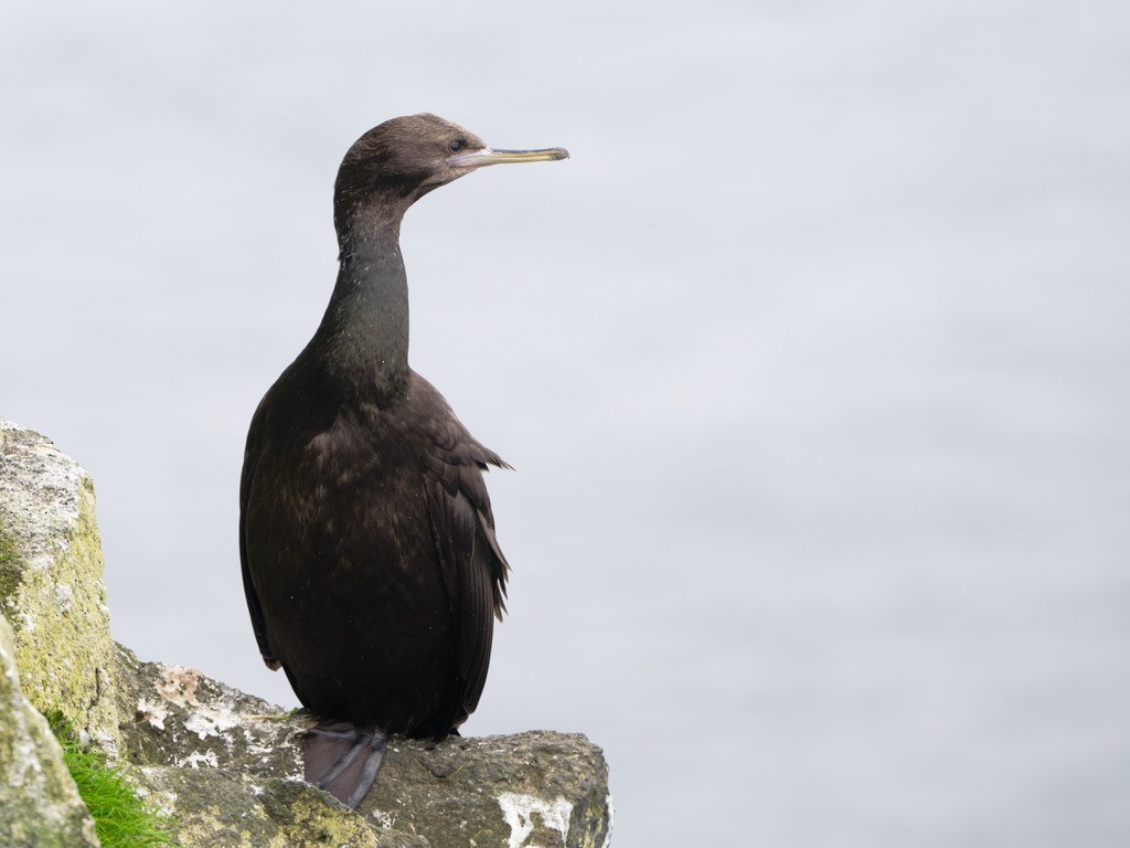 Pelagic Cormorant - ML623442619