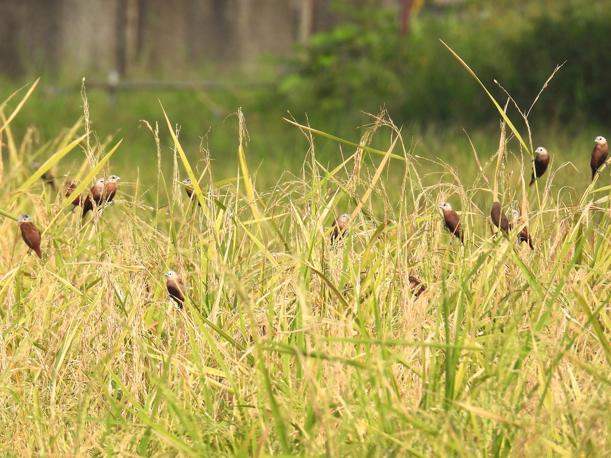 White-headed Munia - ML623442650