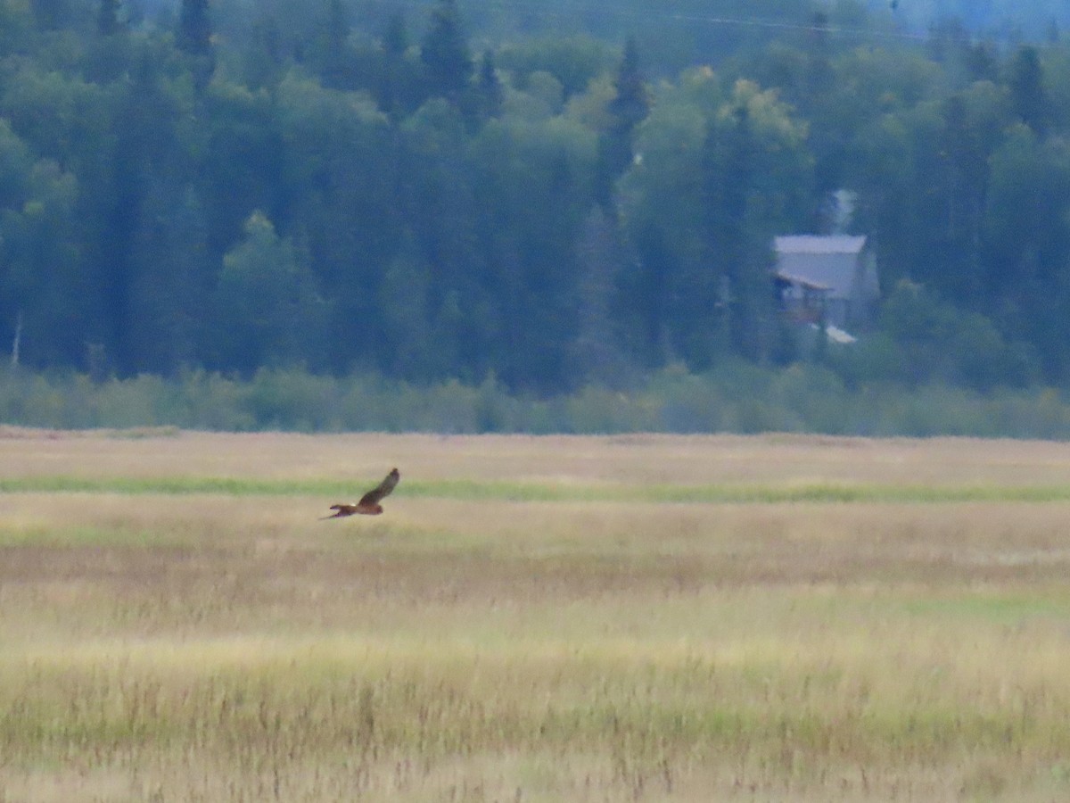 Northern Harrier - ML623442655