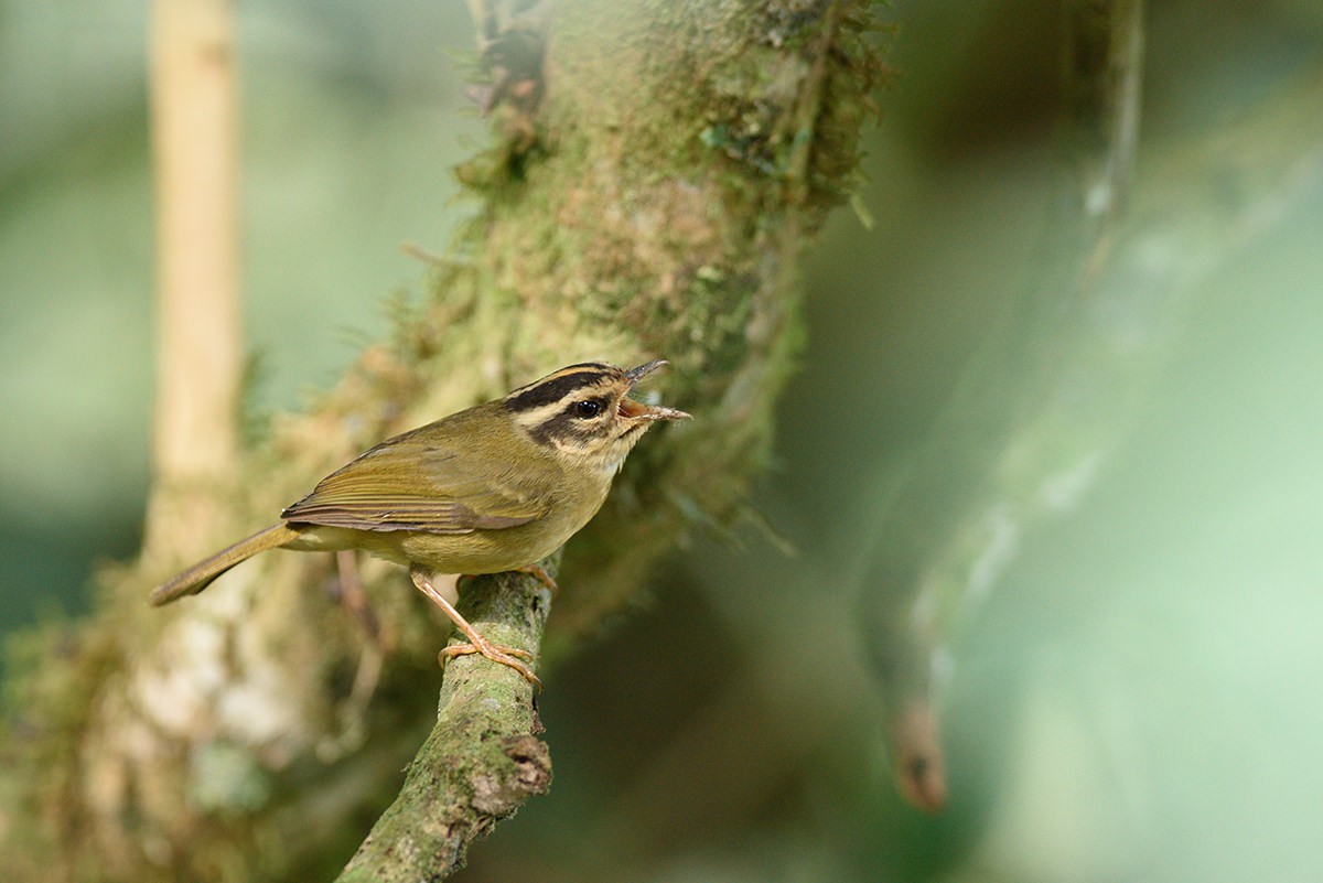 Three-striped Warbler - ML623442685