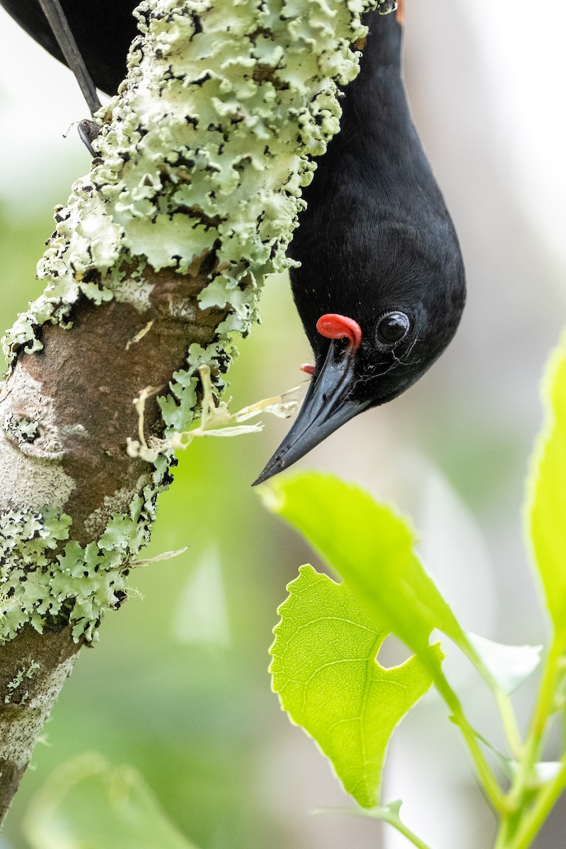 North Island Saddleback - ML623442766