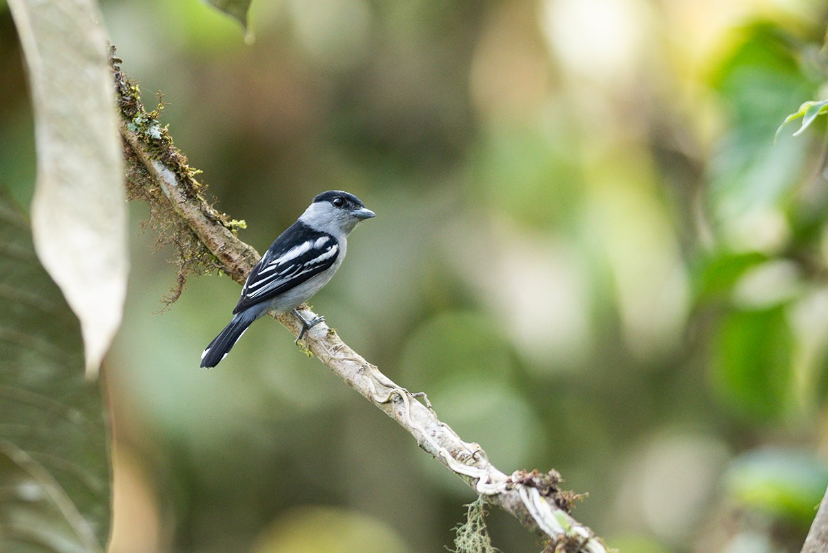 White-winged Becard - ML623442770