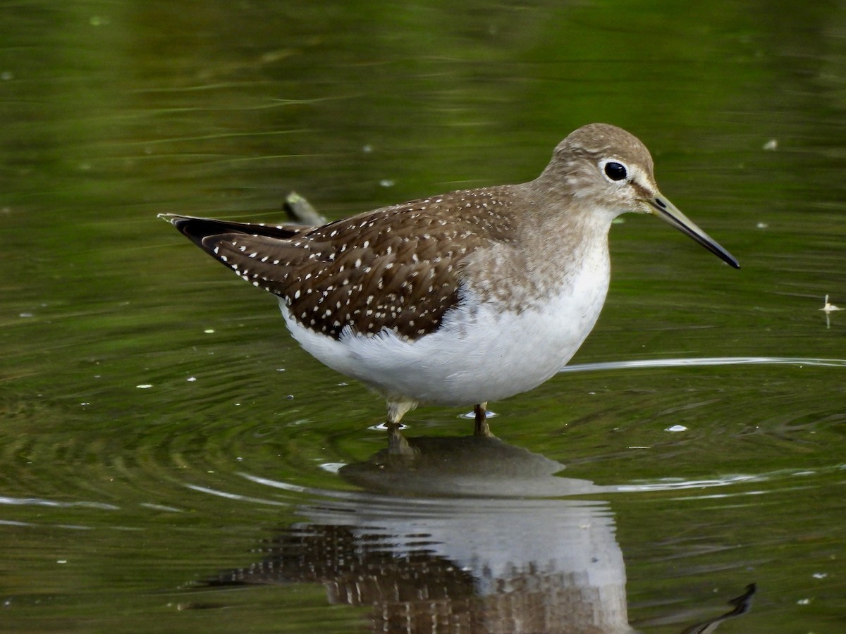 Solitary Sandpiper - ML623442799