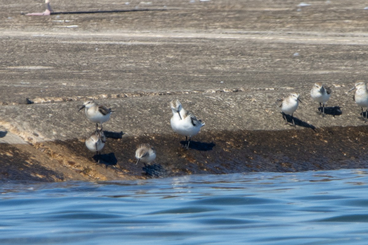 Sanderling - ML623442876