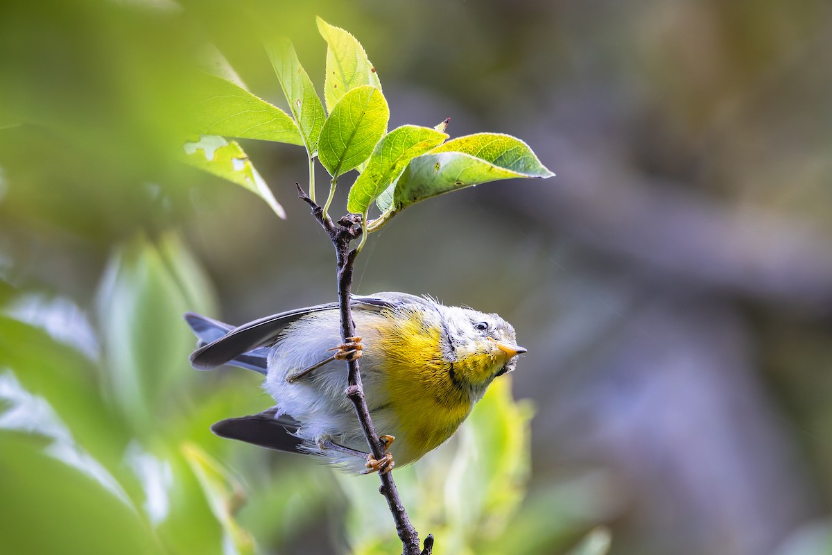 Northern Parula - ML623442914