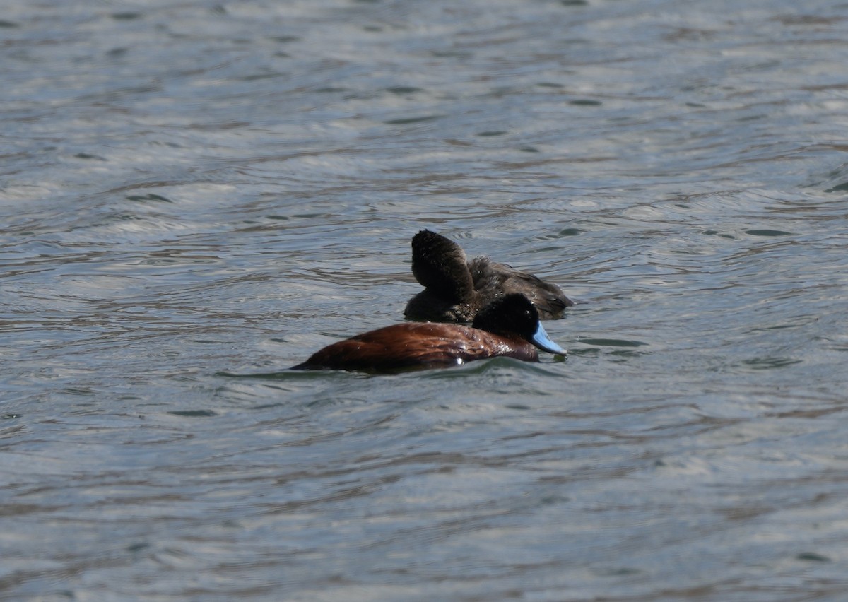 Andean Duck - Taylor Abbott