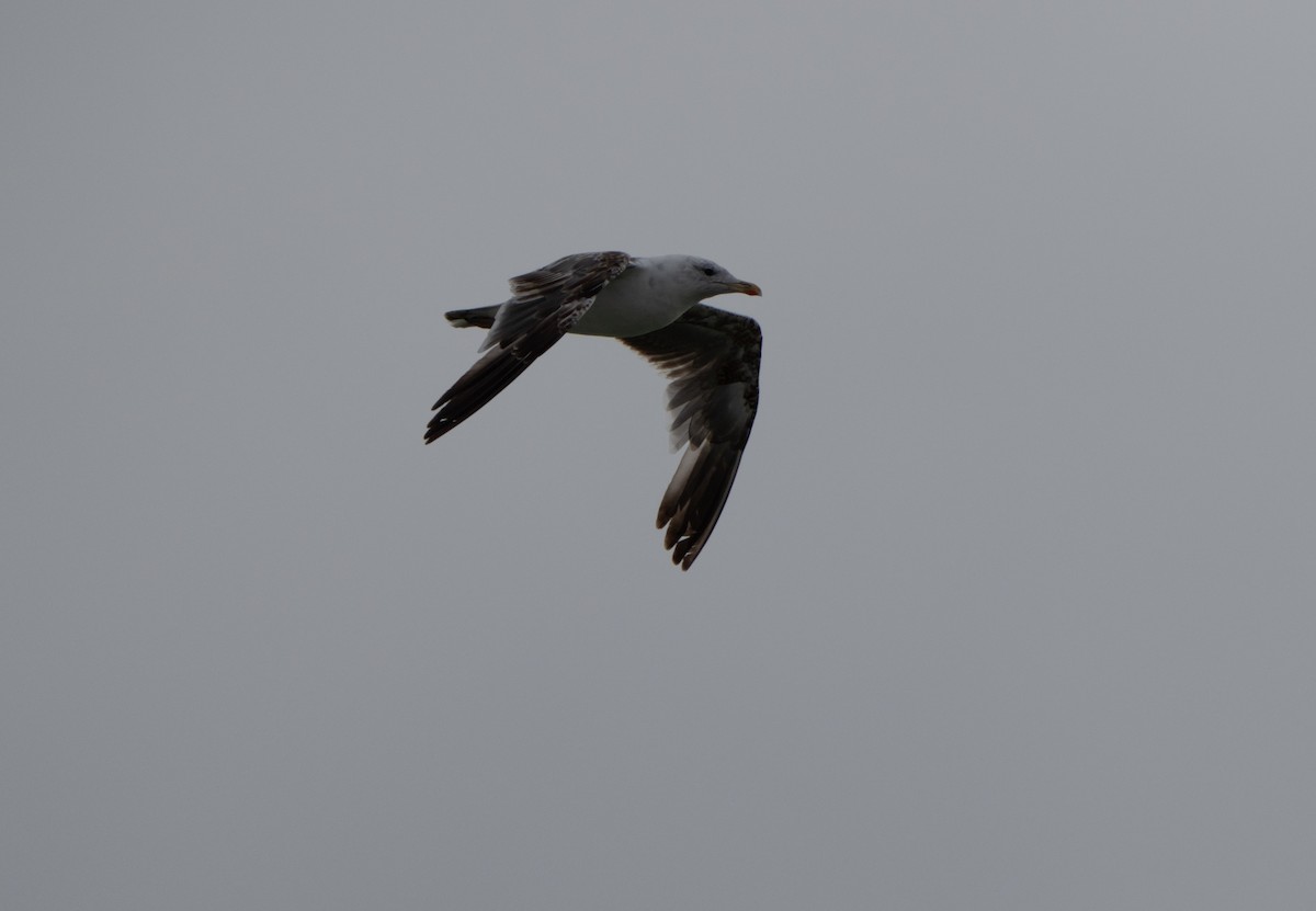 Lesser Black-backed Gull - Justin Labadie