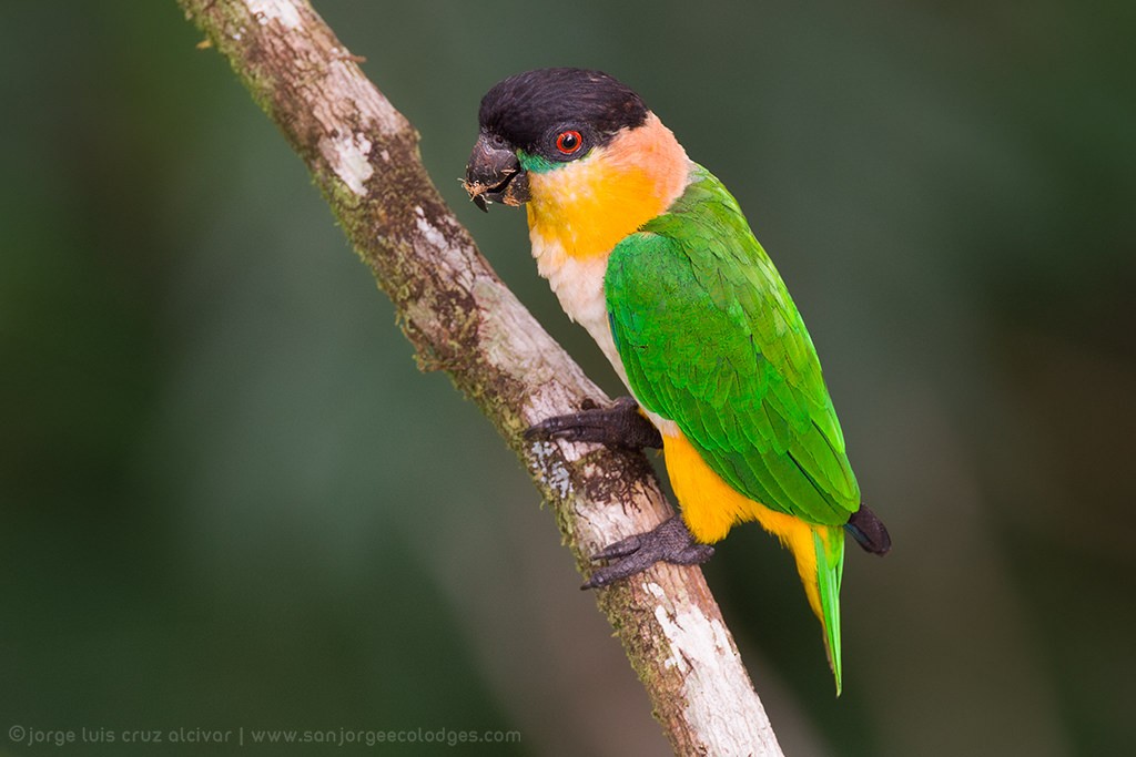 Black-headed Parrot - ML623442953