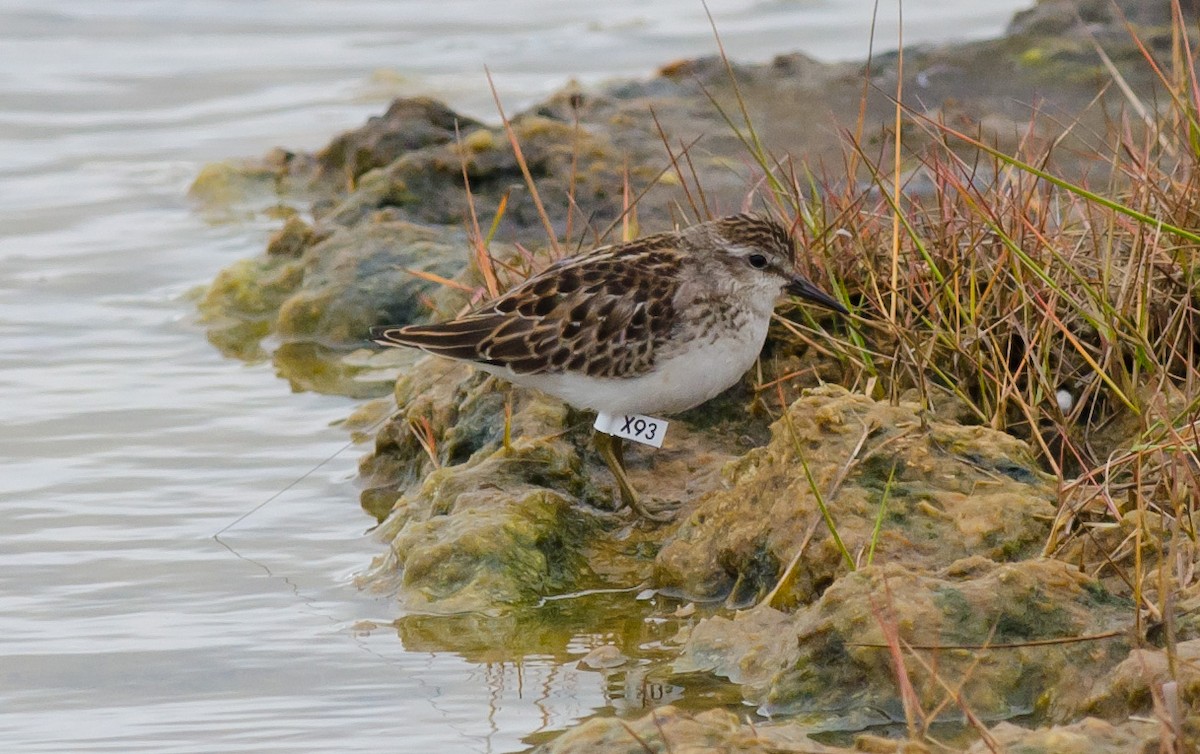 Least Sandpiper - ML623443030