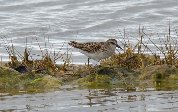 Least Sandpiper - ML623443034