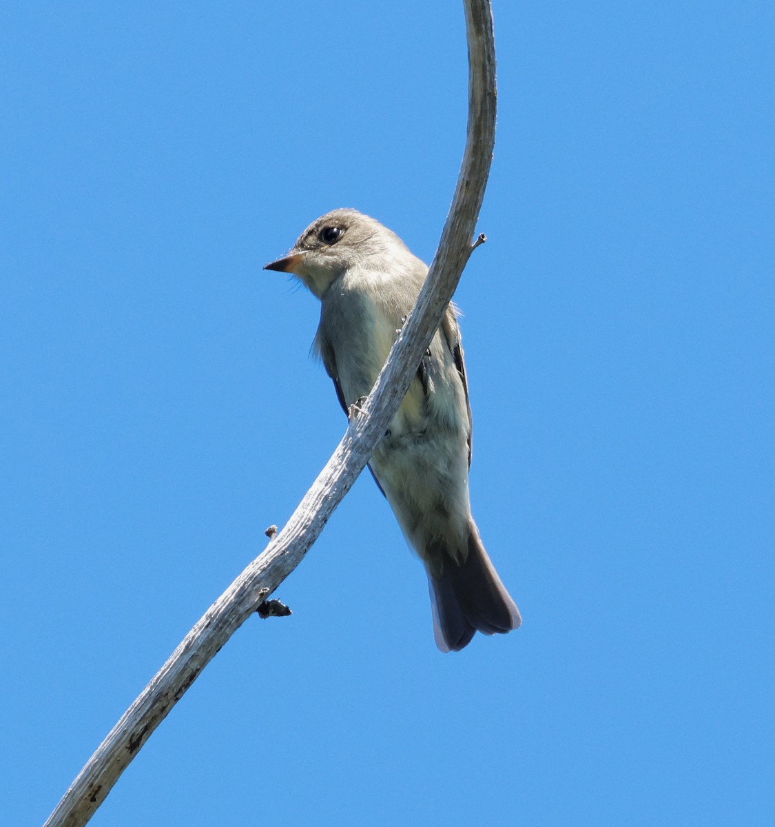 Olive-sided Flycatcher - ML623443089