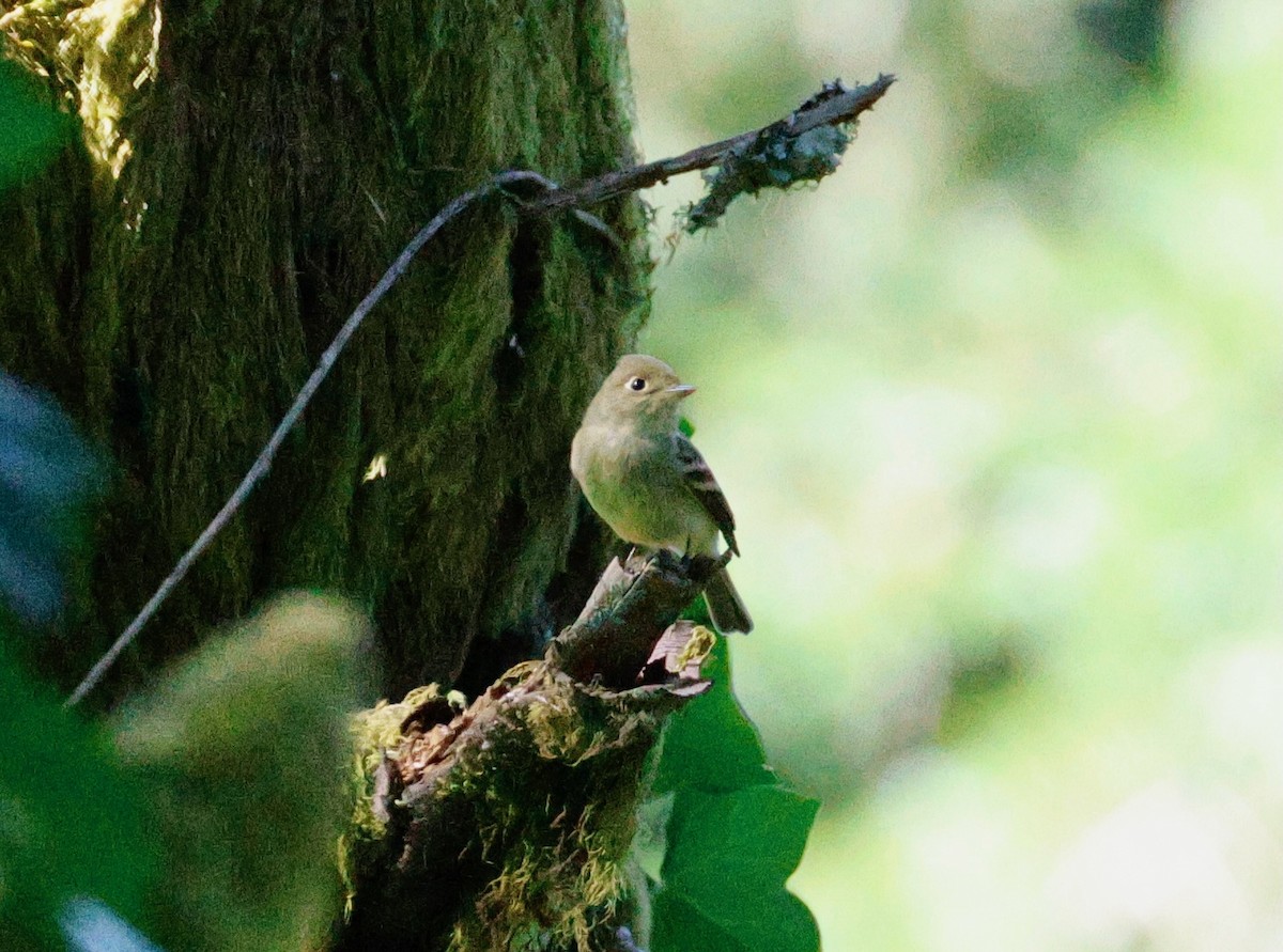 Western Flycatcher - ML623443091